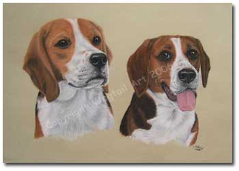 Beagles