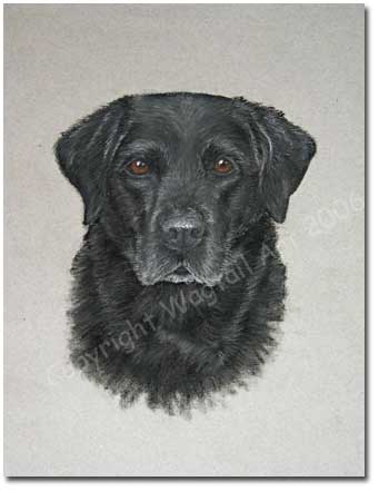Black Labrador