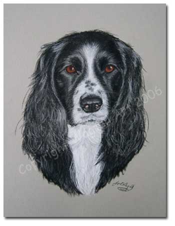 Cocker Spaniel