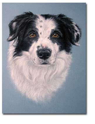 Border Collie