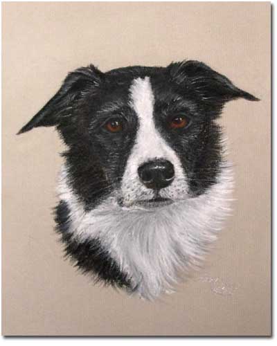 Border Collie