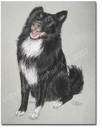 Border Collie