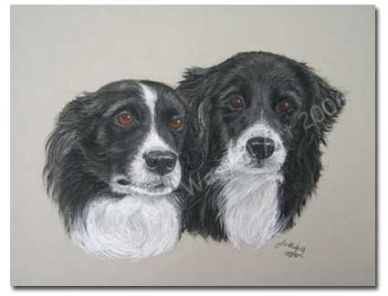Border Collies