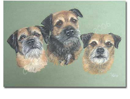 Border Terriers