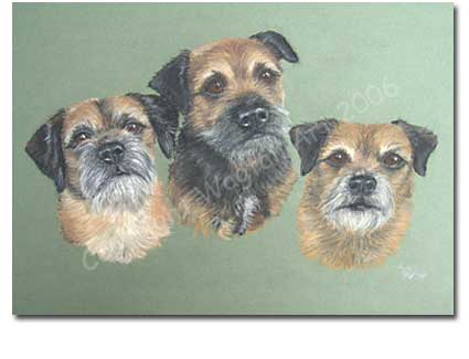 Border Terriers