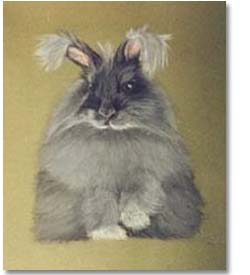 Angora Rabbit