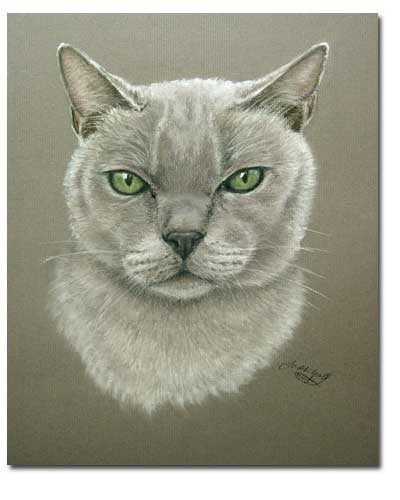 Burmese Cat