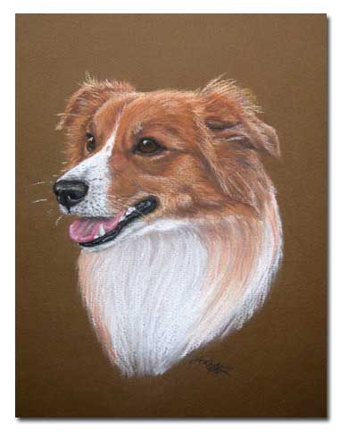 Welsh Collie