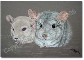 Chinchillas