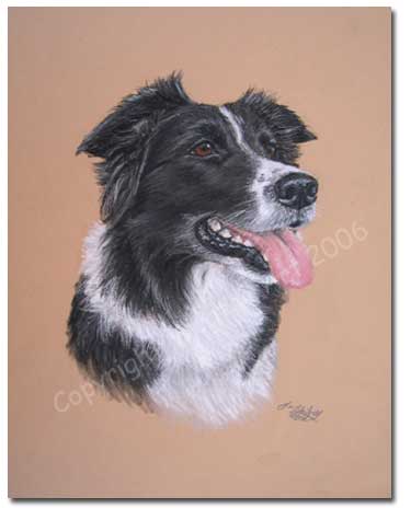 Border Collie