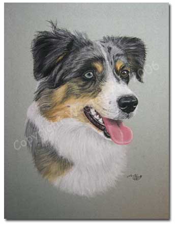 Merle Collie