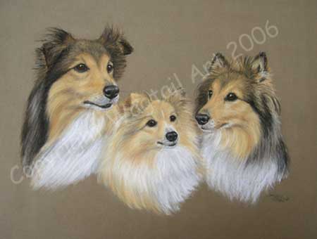 Shetland Sheepdogs