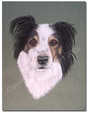 Tri Collie