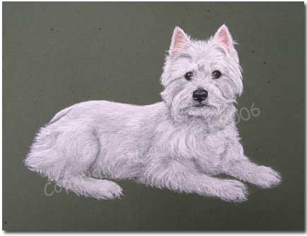 West Highland White Terrier