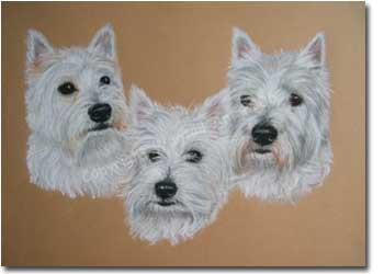 West Highland White Terriers