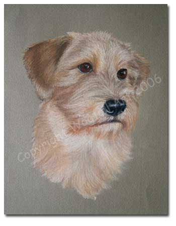 Wirehair Dachshund