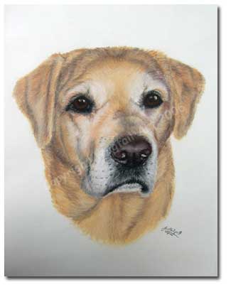 Yellow Labrador